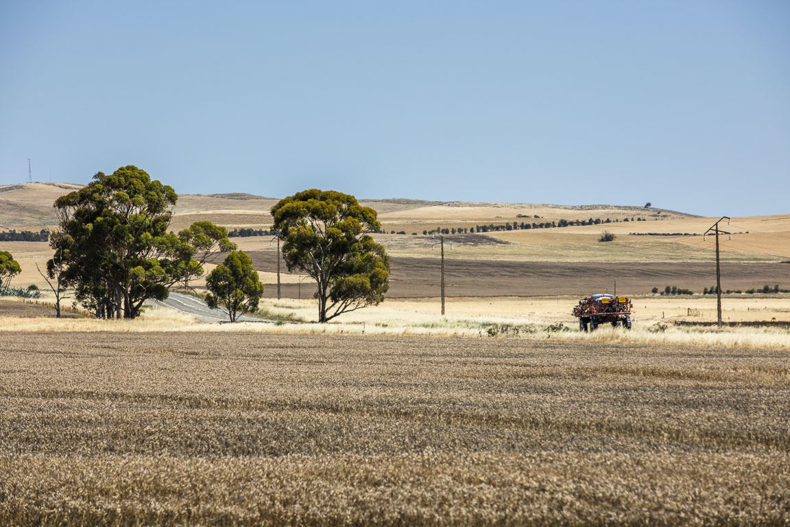 Golden wheat paddocks and gum trees in the country around Burra